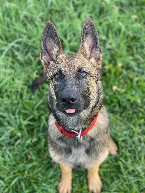 Lio